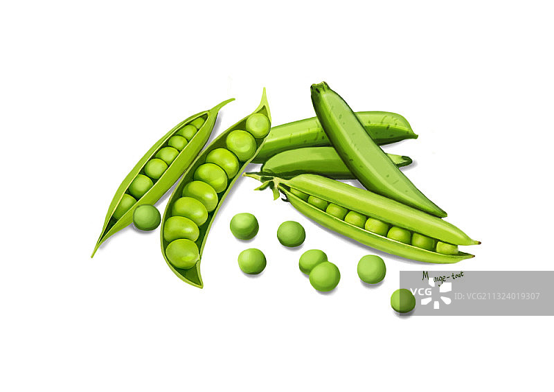 白色背景中打开和关闭的豌豆图片素材