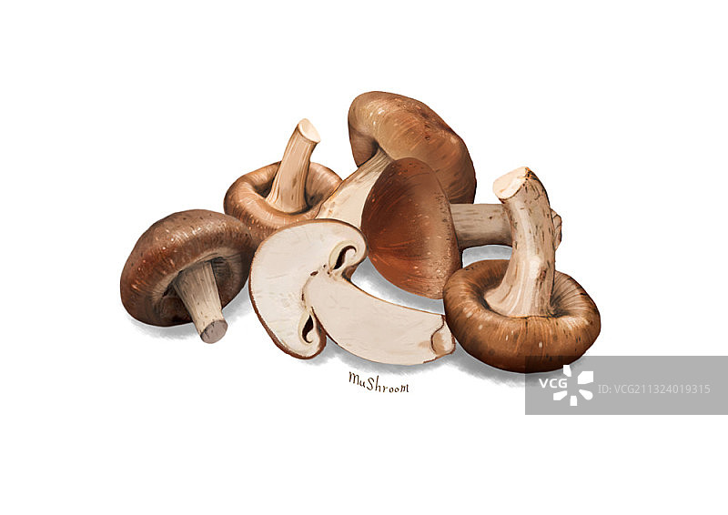 白色背景下的完整和切碎的蘑菇图片素材