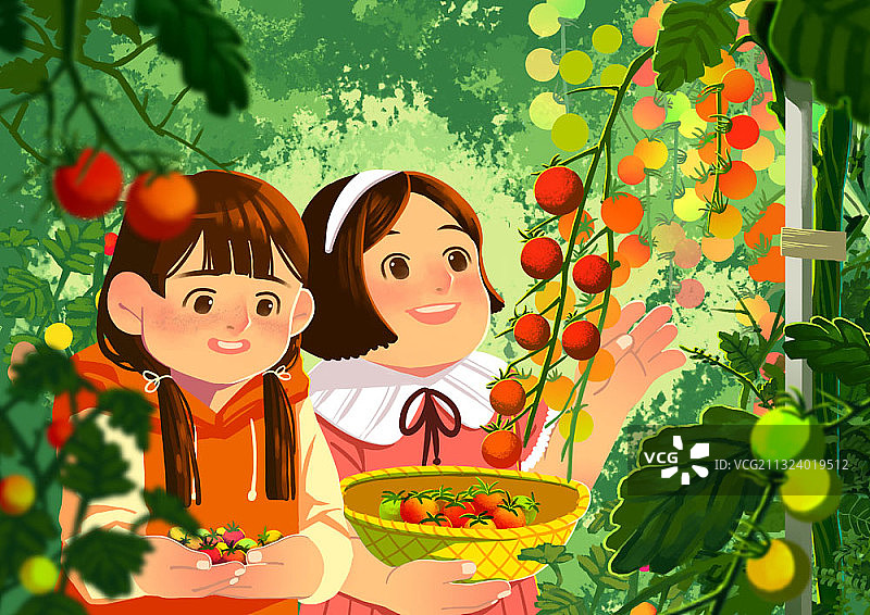 两个女孩在塑料温室里采摘樱桃番茄图片素材