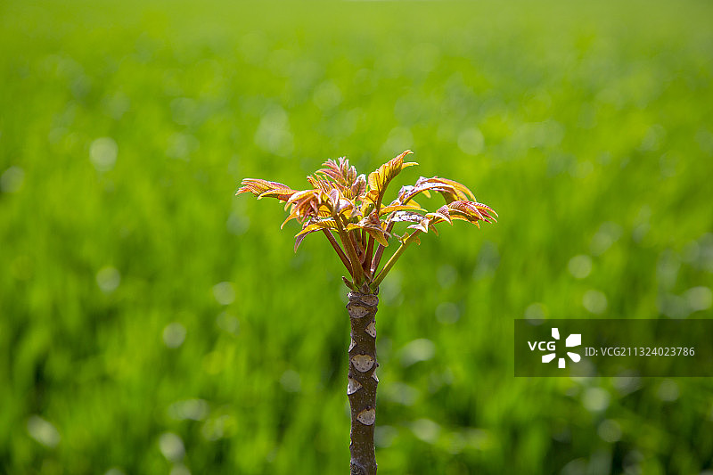 一棵香椿树叶发芽图片素材