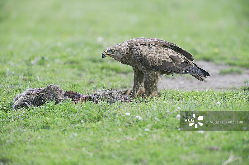 勃兰登堡卢德广场的小斑点鹰图片素材
