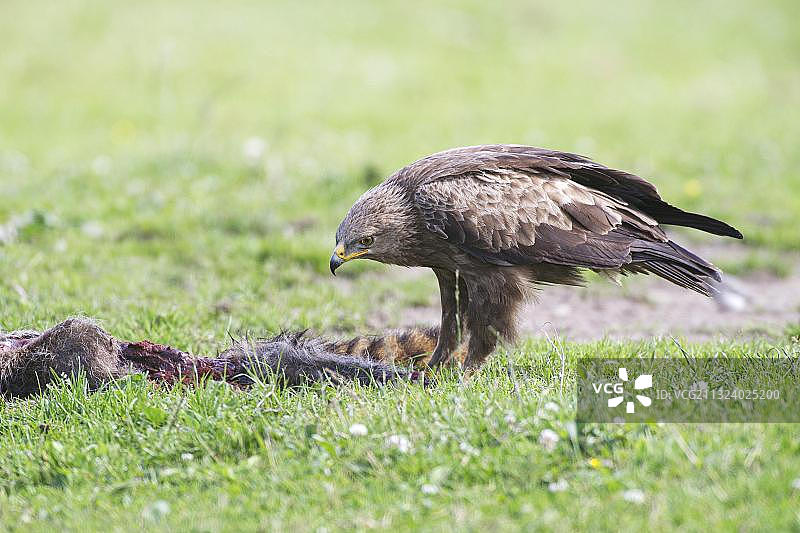 勃兰登堡卢德广场的小斑点鹰图片素材