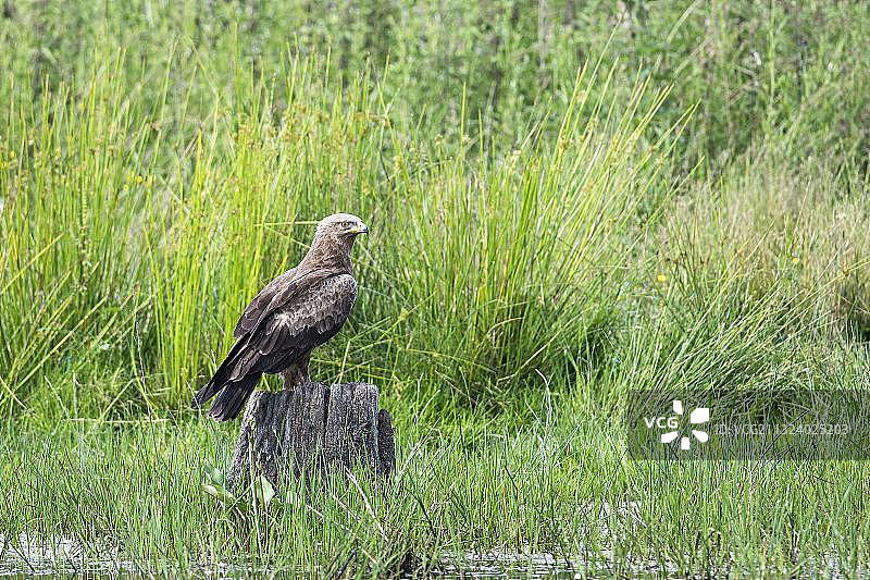 勃兰登堡湿地小斑点鹰图片素材