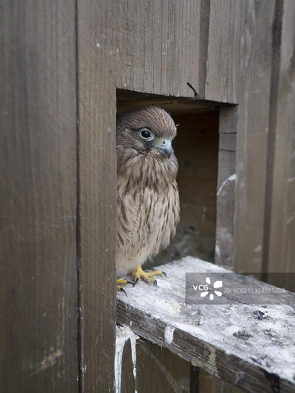 红隼幼鸟从鸽舍向外看，德国图片素材