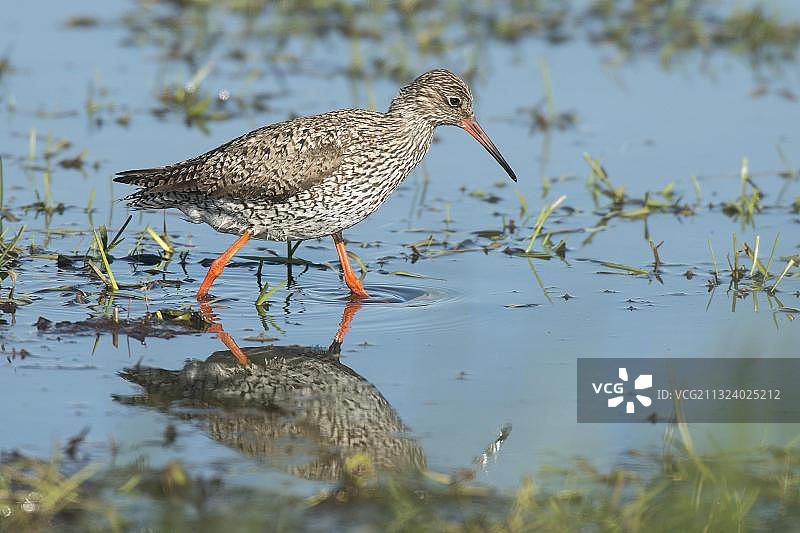 在德国下萨克森觅食的红脚鹬图片素材