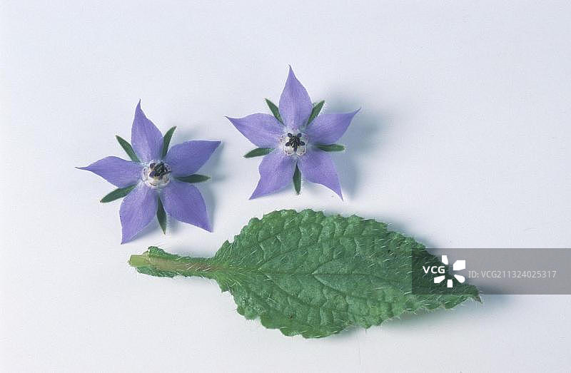 琉璃苣、植物、花卉、花园植物、香料植物、药草图片素材