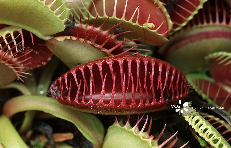 捕蝇草图片素材