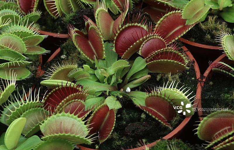 捕蝇草，观赏植物，茅膏菜科，美洲，食肉植物图片素材