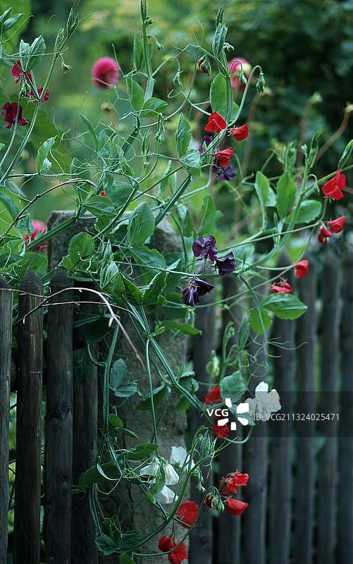 作物，甜豌豆（Lathyrus odoratus），园林植物花卉，蝶形植物，蝶形亚科，豆科植物（Leguminosae）图片素材