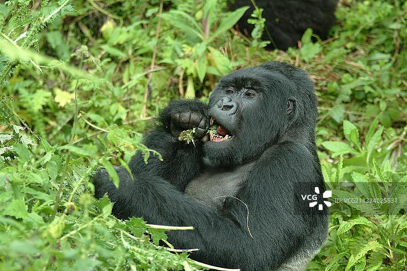 山地大猩猩，卢旺达火山国家公园，非洲图片素材
