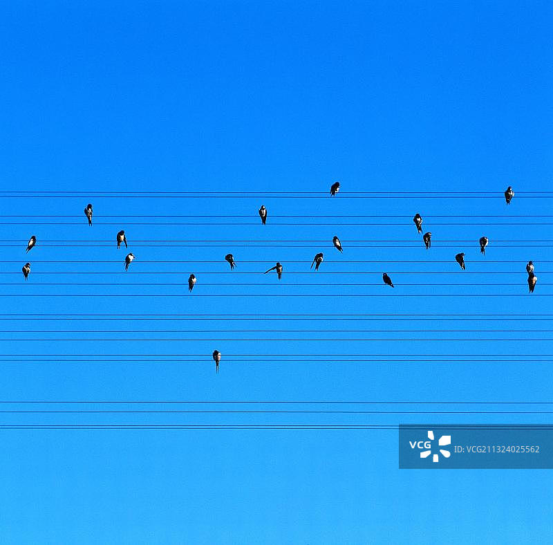 普通家燕栖息在电线上，鸟类迁徙，德国图片素材