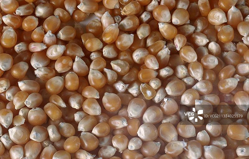 玉米粒图片素材