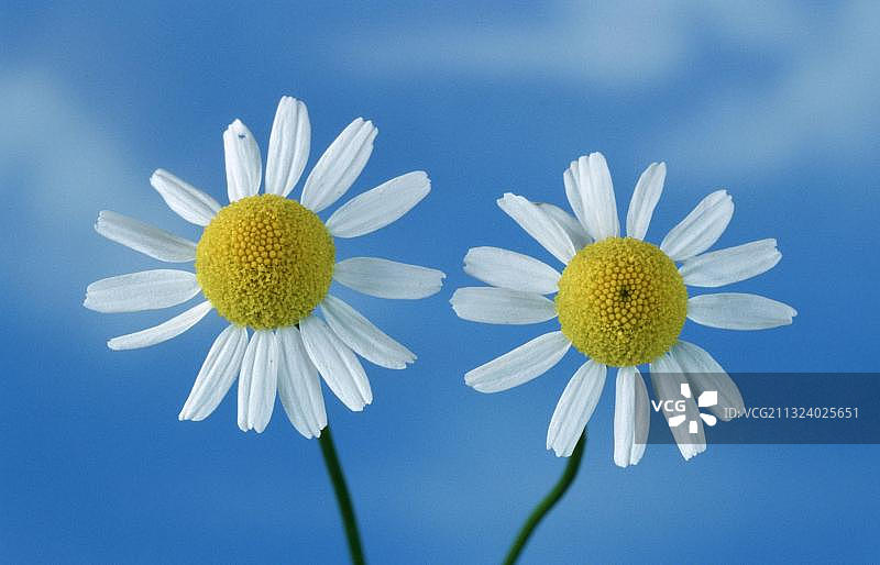 香甘菊（母菊），欧洲，植物，花卉，药草，菊科植物图片素材