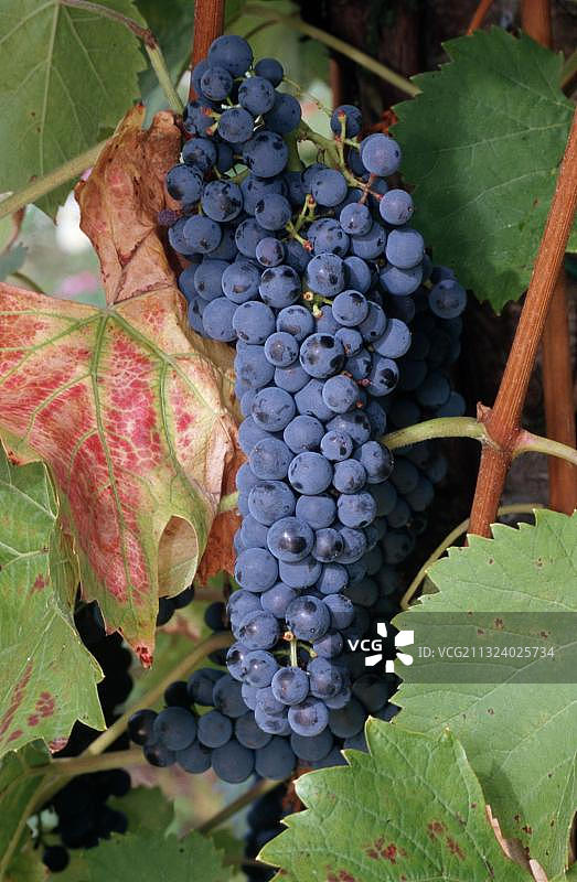 蓝葡萄（Vitis vinifera），葡萄藤上的蓝葡萄，葡萄酒图片素材