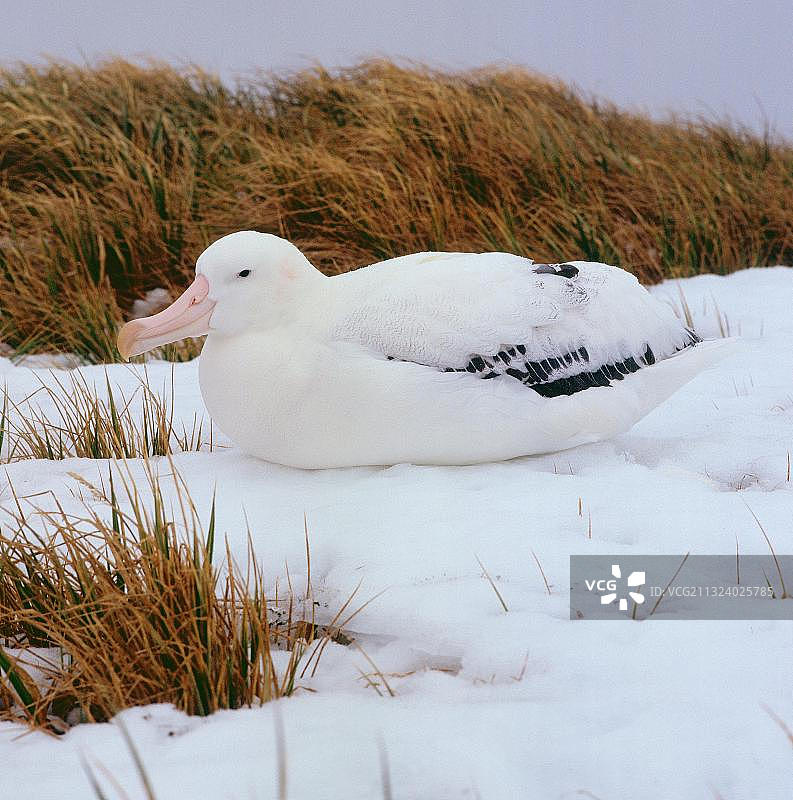 漂泊信天翁，南乔治亚岛，南极洲雪地中的幼鸟图片素材
