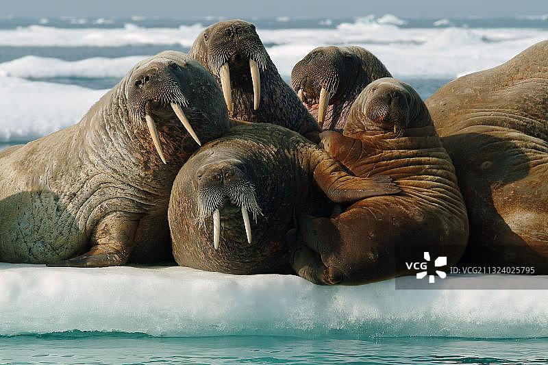 海象在浮冰上，努勒维特领土，加拿大，海象(Odobenus rosmarus)在浮冰上，北极，北极，加拿大，北美图片素材