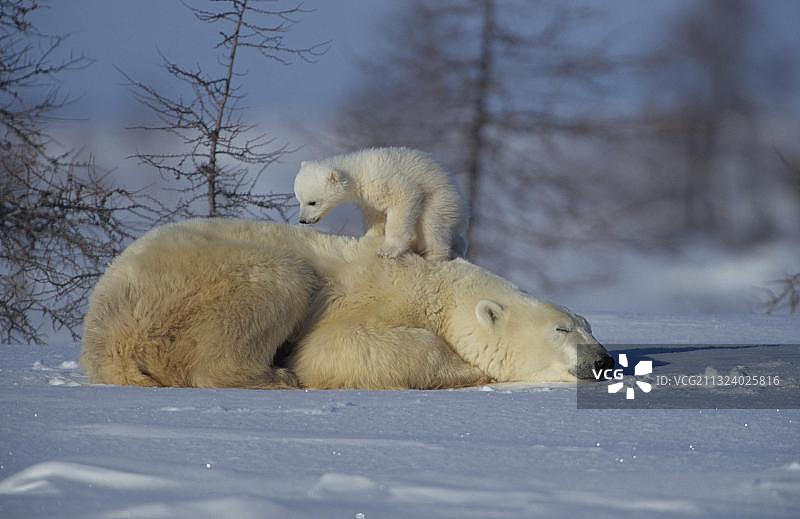 雪地里的北极熊母子图片素材