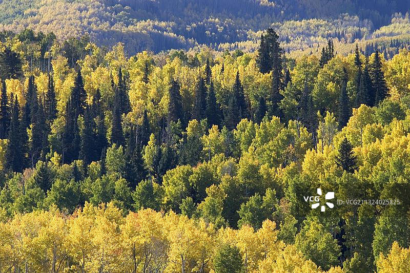 美国科罗拉多州圣胡安山脉的混合森林秋景：白杨树和科罗拉多蓝云杉图片素材