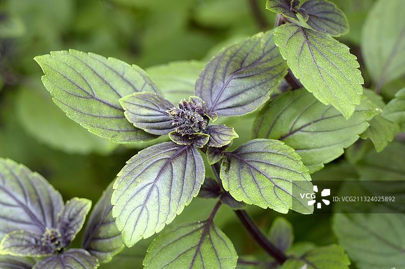 非洲蓝罗勒图片素材