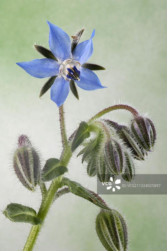 琉璃苣（紫草科植物）图片素材