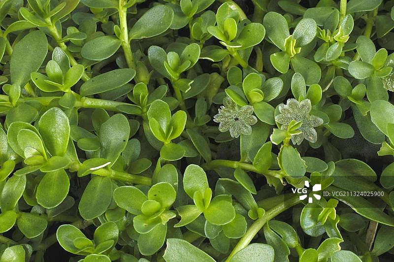 水薄荷图片素材