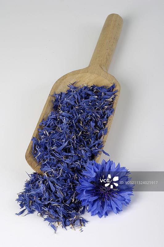 矢车菊干花与花朵图片素材