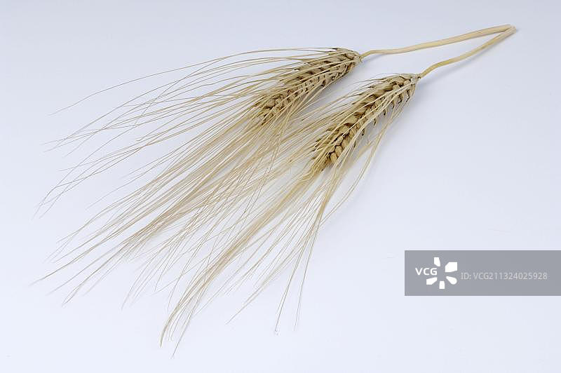 二棱大麦麦穗图片素材