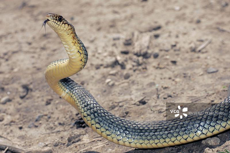 红腹伊蚊蛇，保加利亚，欧洲图片素材