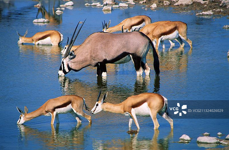 跳羚和长角羚，埃托沙国家公园，纳米比亚，非洲图片素材
