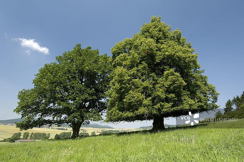 德国黑森州夏季的橡树和椴树图片素材