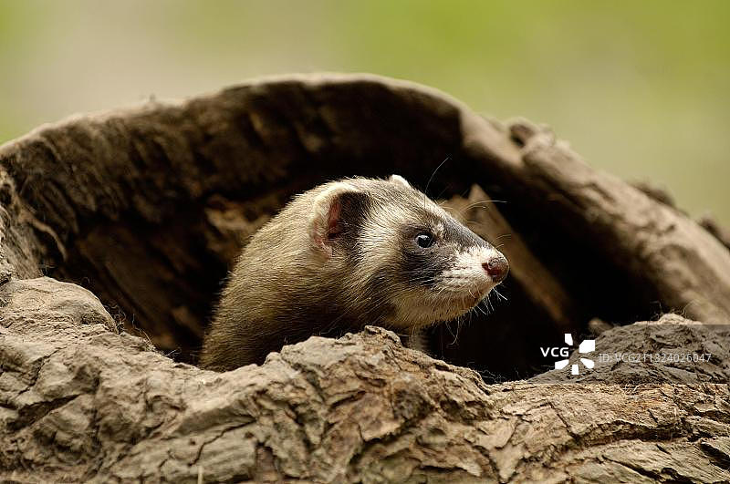 欧洲艾鼬图片素材