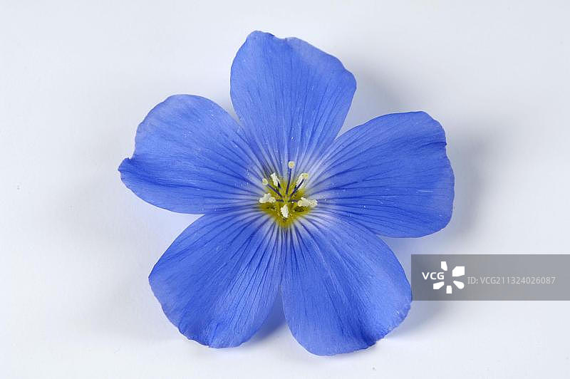 蓝色亚麻（Linum perenne）图片素材