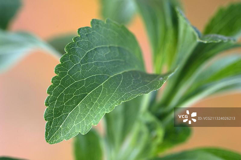 甜蜂蜜、甜草本、糖叶（甜叶菊）图片素材