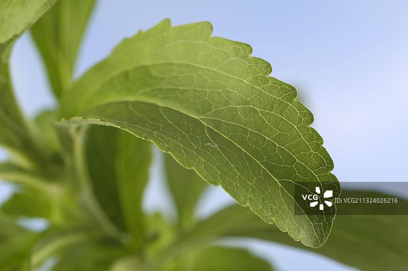 甜叶菊，糖叶（甜叶菊）图片素材