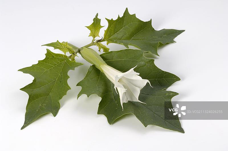 曼陀罗图片素材