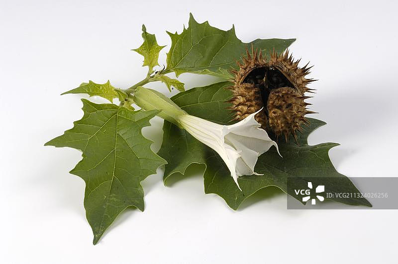 曼陀罗图片素材