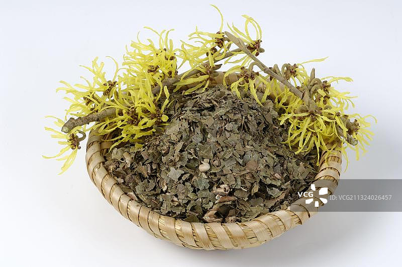 北美金缕梅（Hamamelis virginiana）干叶，剪裁，物体图片素材