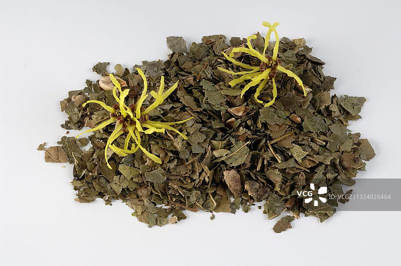 北美金缕梅（Hamamelis virginiana）干叶，剪裁，物体图片素材