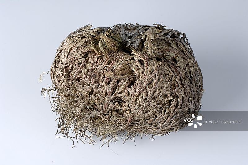 复活草图片素材