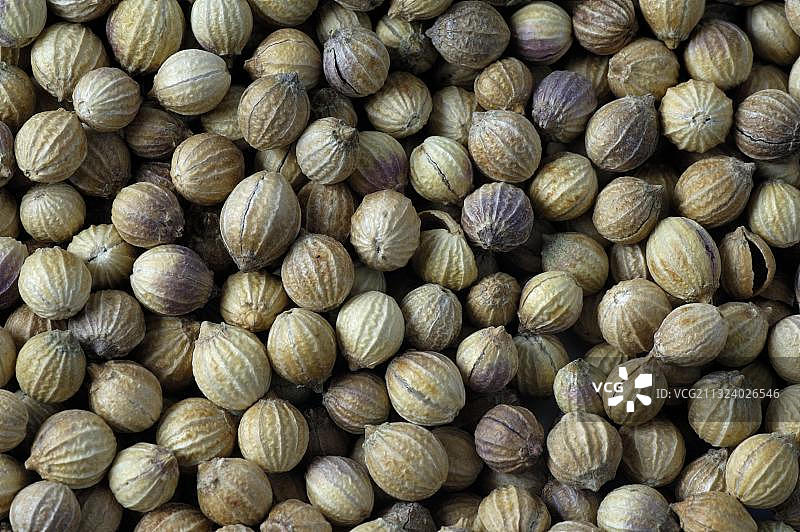 芫荽籽(Coriandrum sativum)图片素材