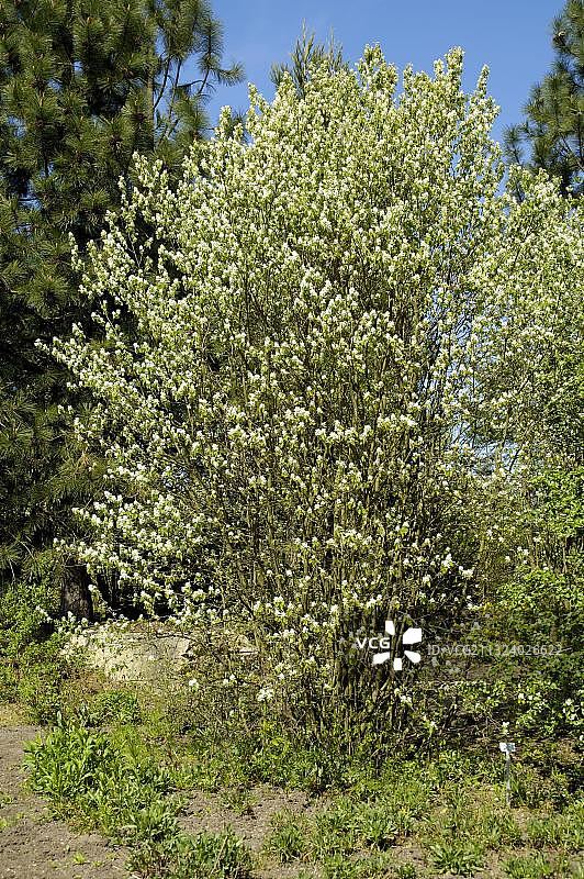 唐棣（Amelanchier alnifolia）（Amelanchier florida）图片素材
