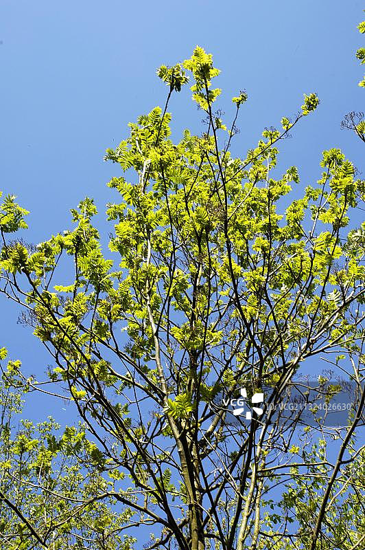 花楸树图片素材
