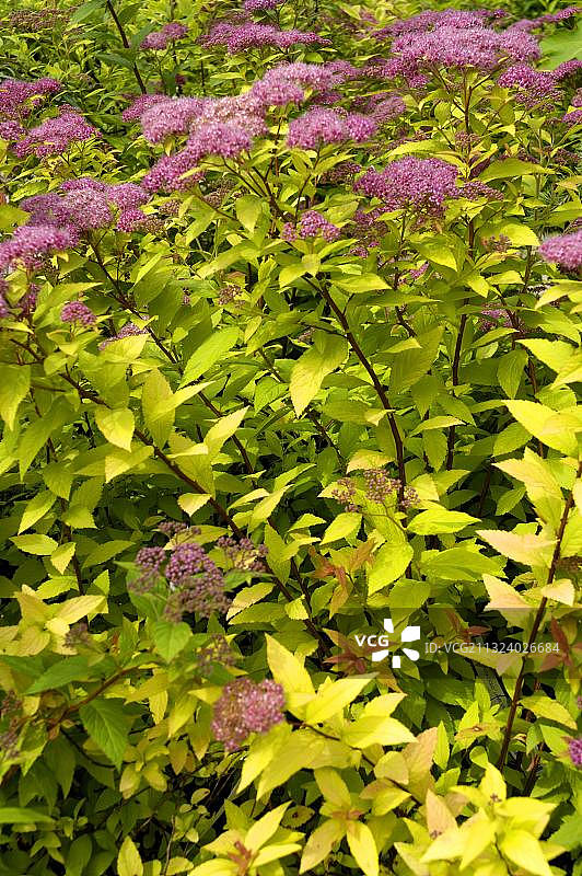 夏季绣线菊图片素材