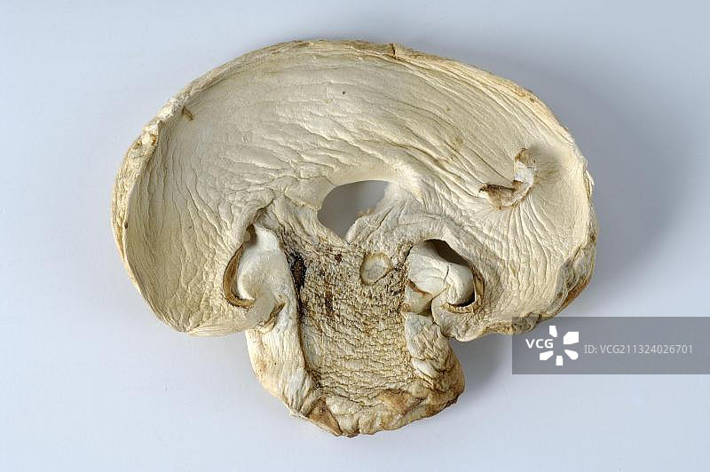 栽培的干蘑菇（Agaricus hortensis）图片素材