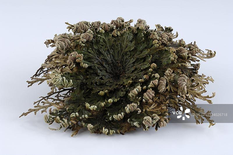 复活草图片素材