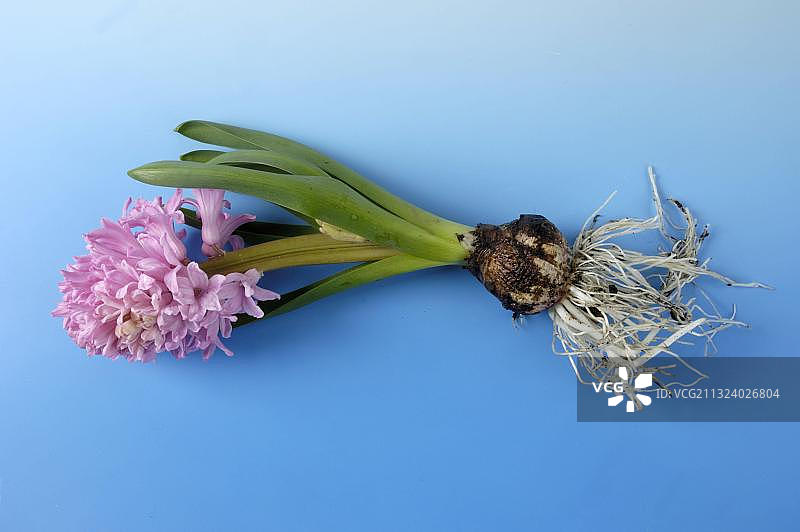 风信子（杂交品种）图片素材