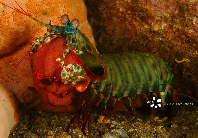 色彩鲜艳的虾蛄，伦贝海峡，小丑虾蛄，彩色蝴蝶虾蛄(Odontodactylus scyllarus)，印度尼西亚，亚洲图片素材