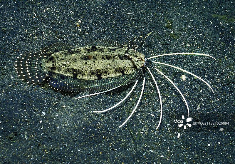 克氏栉鰈图片素材