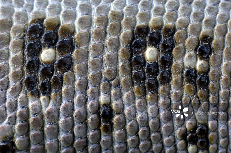 沙蜥（Lacerta agilis），雌性，皮肤细节，蜥蜴图片素材