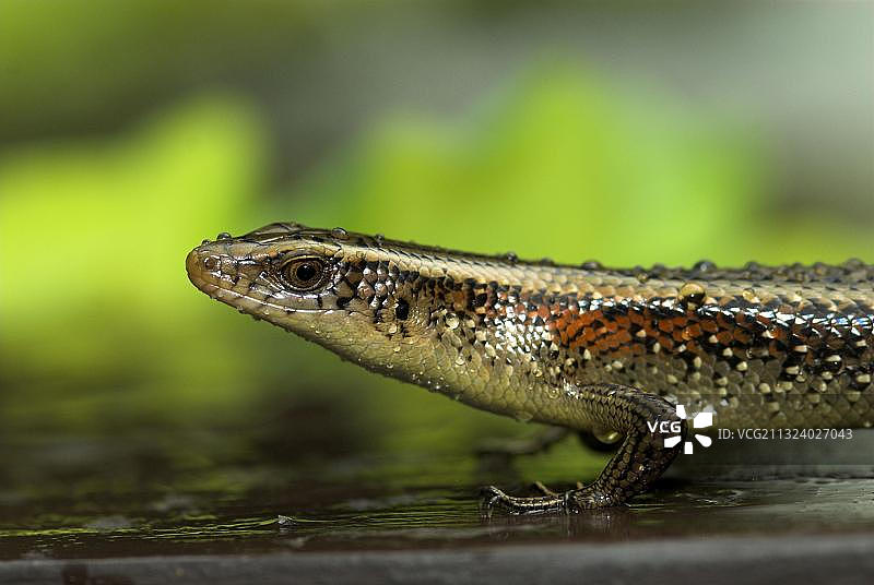 加里曼丹金蜥图片素材